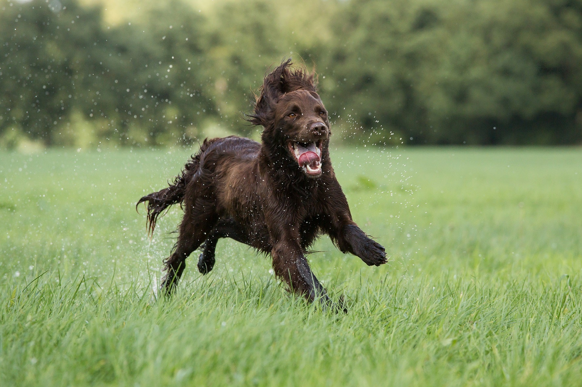 Jumping, lifting, and dog joints - how to support your dog