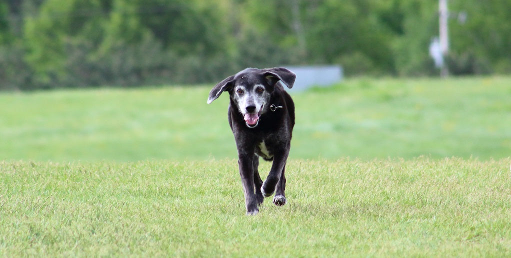 What is Glucosamine and why is it important for dogs?
