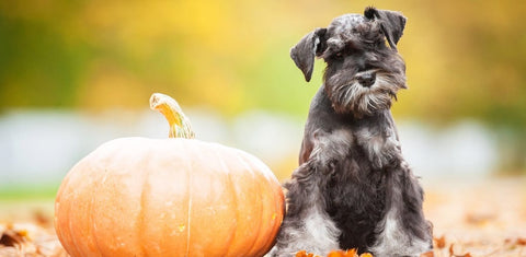 Miniature Schnauzer and pumpikin 