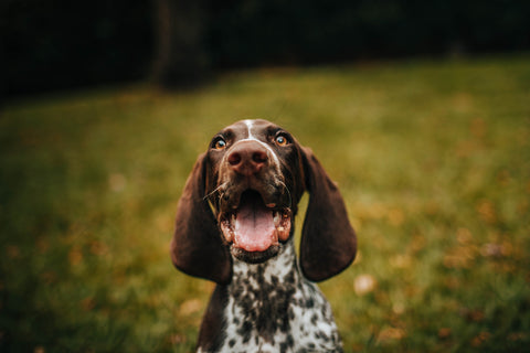 German Pointer Dog looking up for YuMOVE US