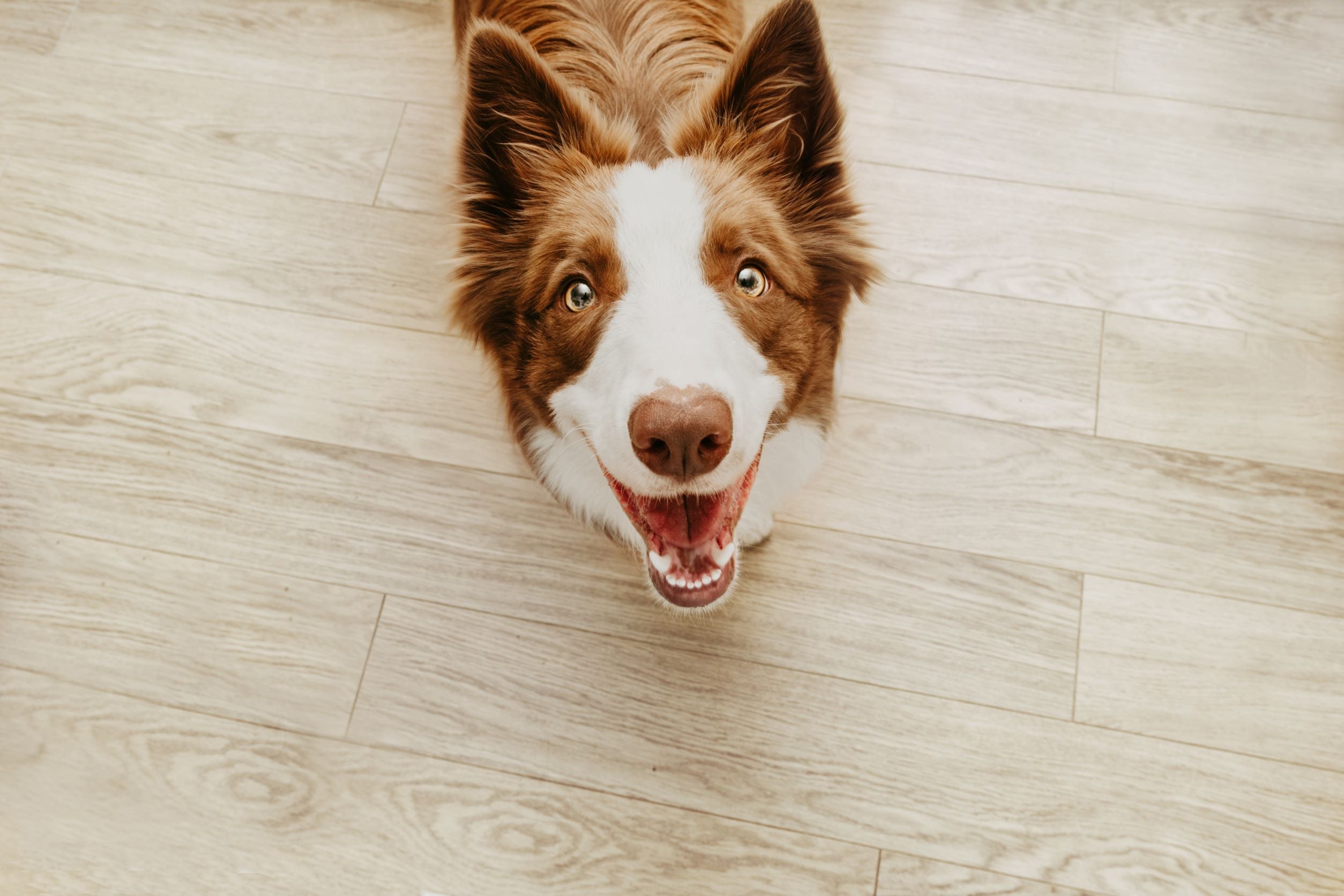 Brown border collie looking up at camera