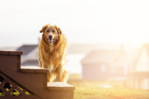 Dog on stairs