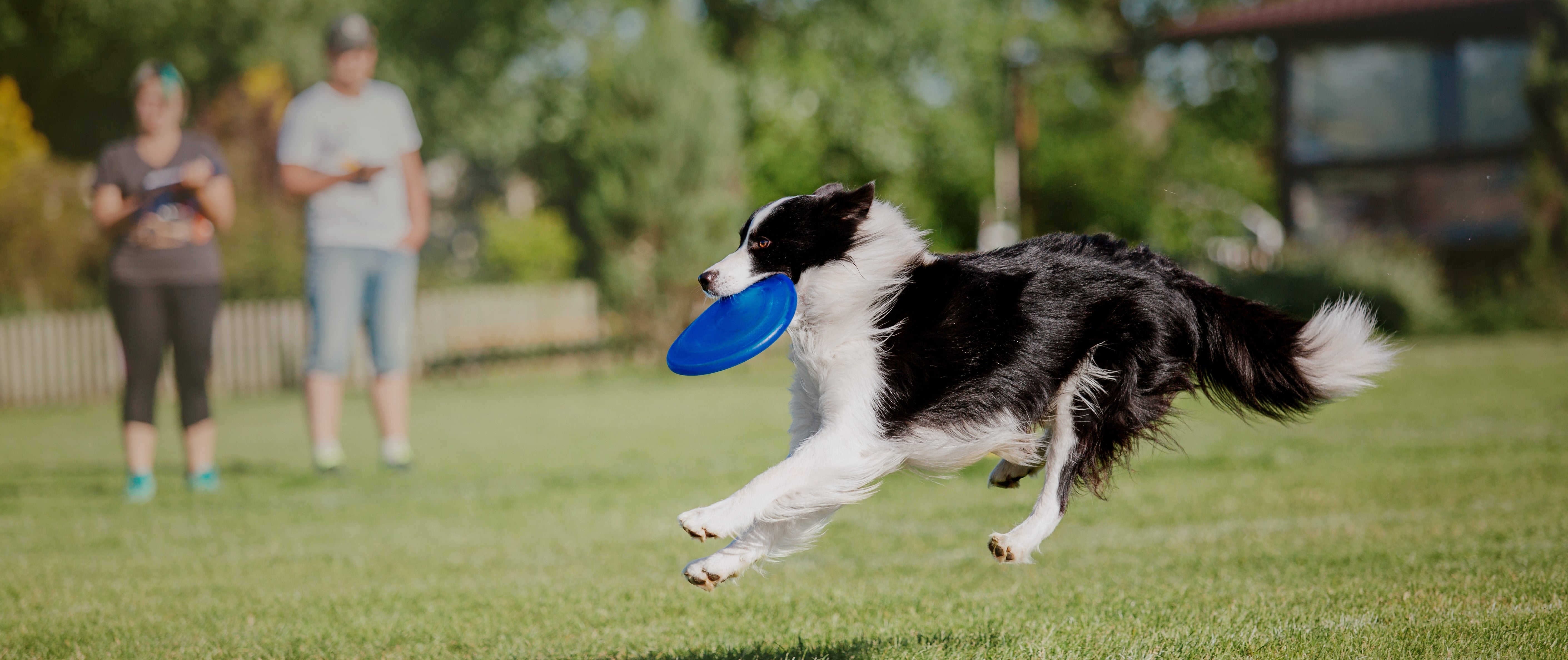 How to Support Joint Health in Dogs