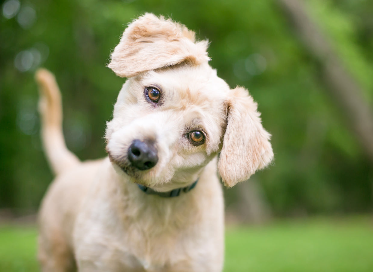 Cute dog tilting their head