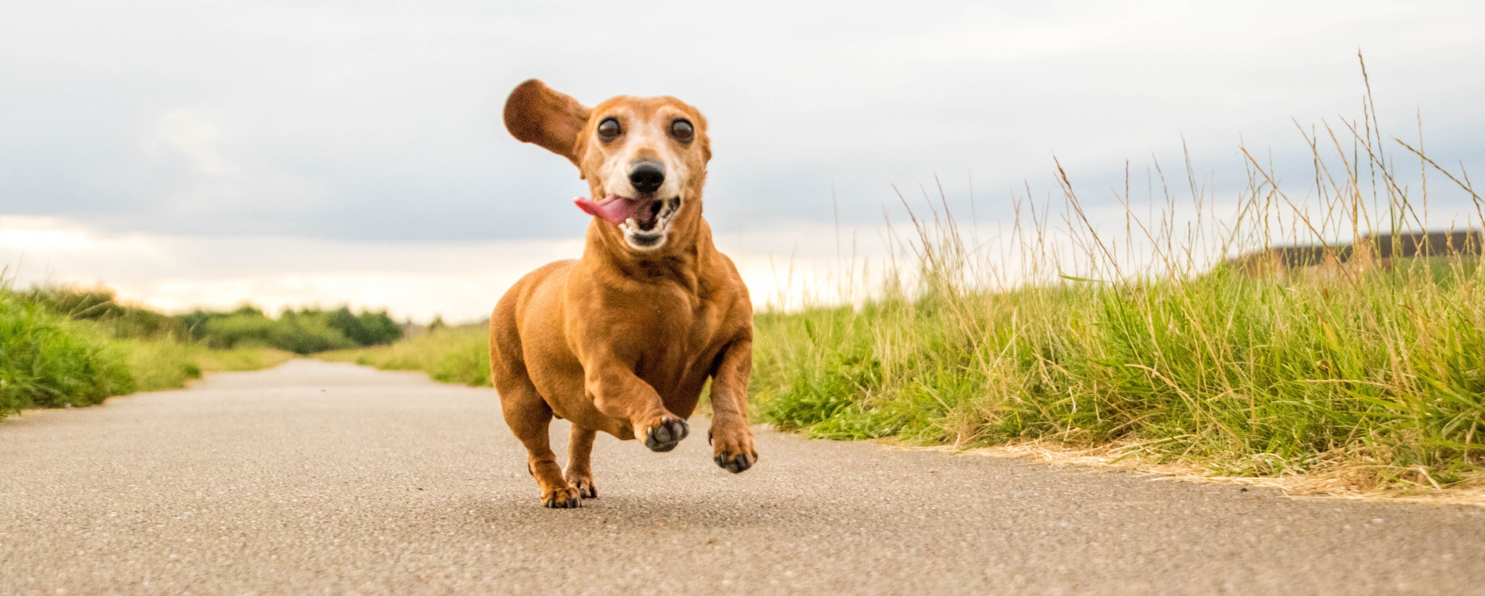 5 Ways to Help Keep Your Senior Dog's Joints Healthy