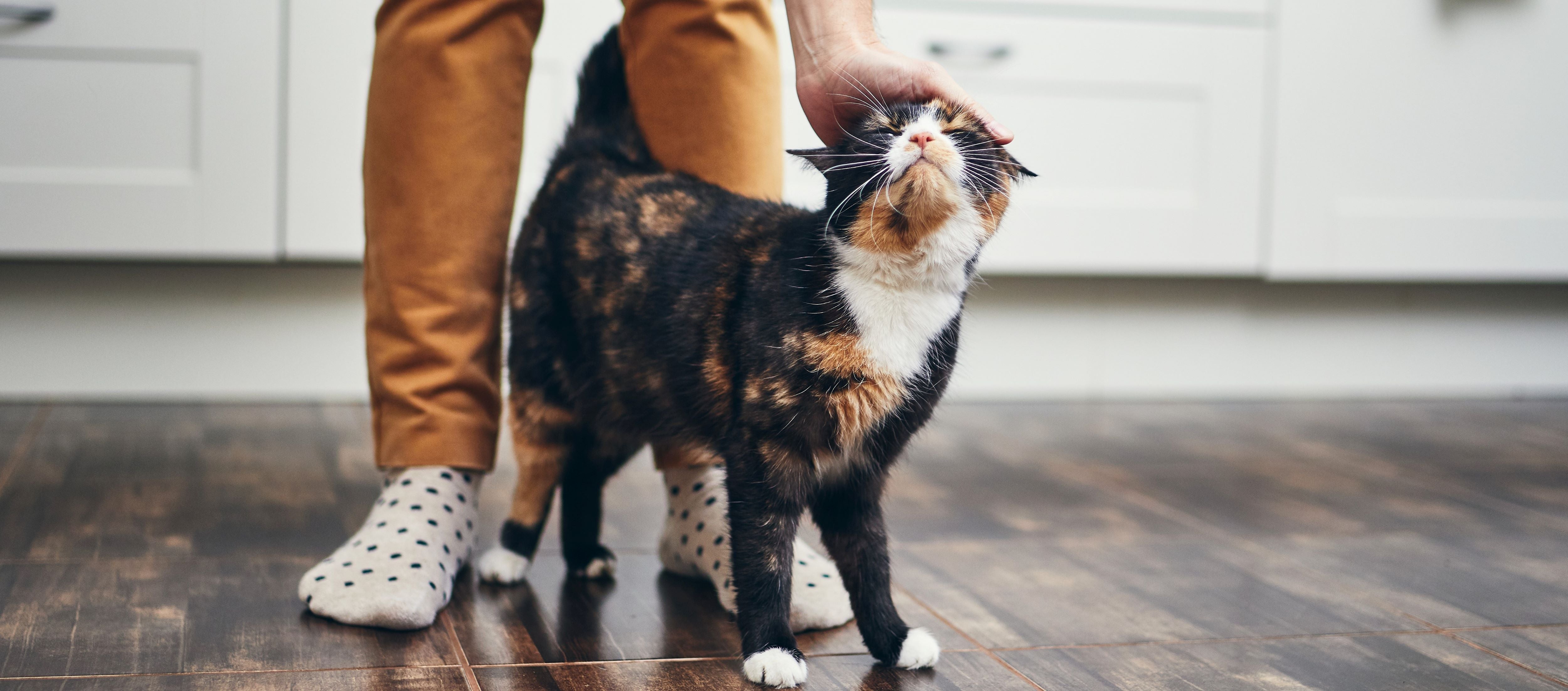 Joint Care for Senior Cats: Can You Spot the Signs of Stiffness?