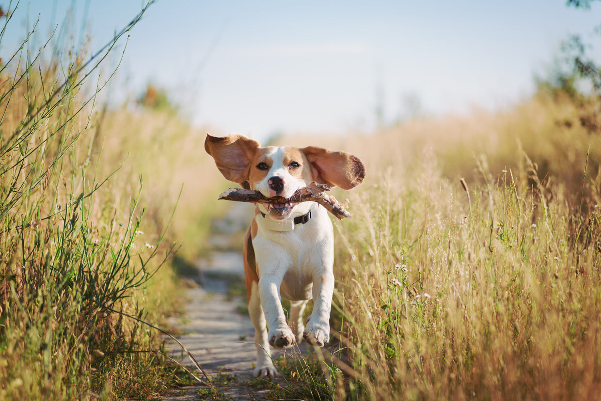 Dog running through fields with stick