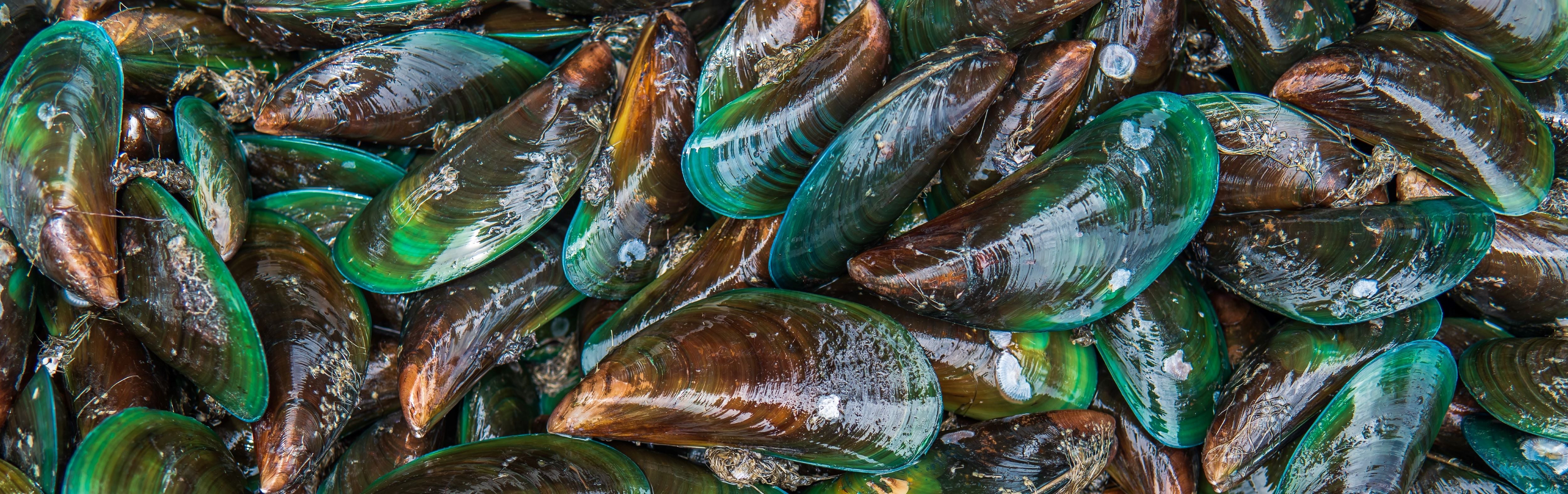 Discover the Benefits of Green Lipped Mussel YuMOVE US