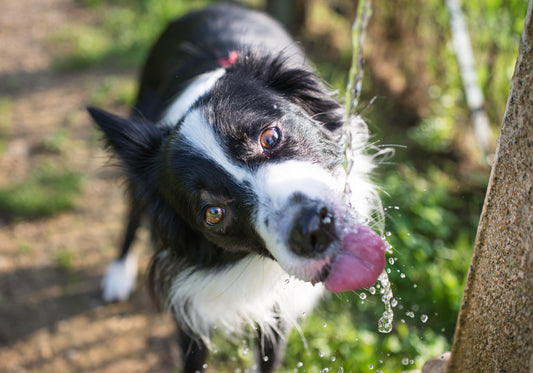 Dog drinking water from tap