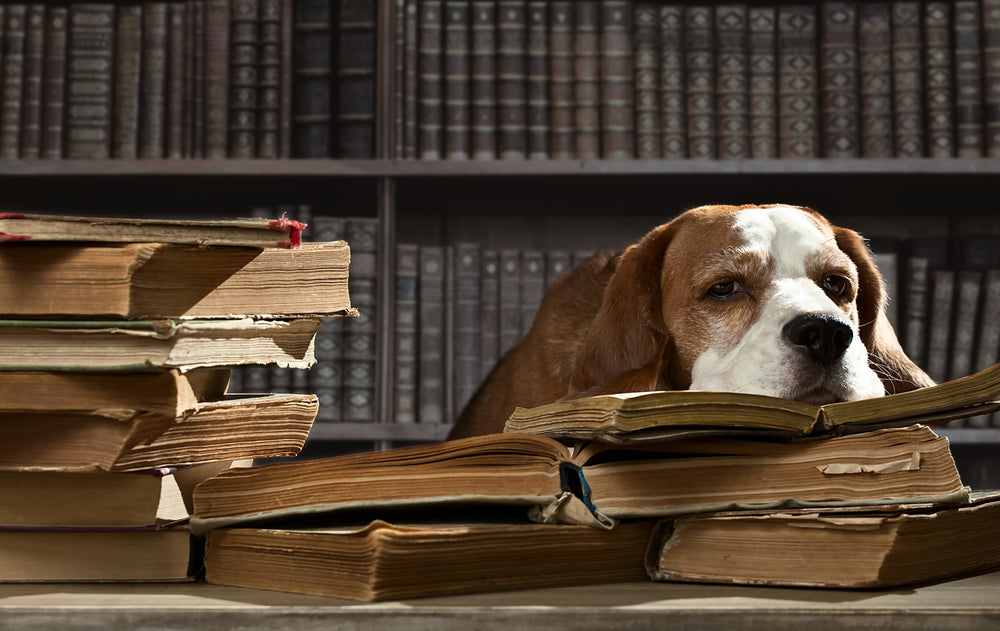 A wise dog in the library studying for a quiz