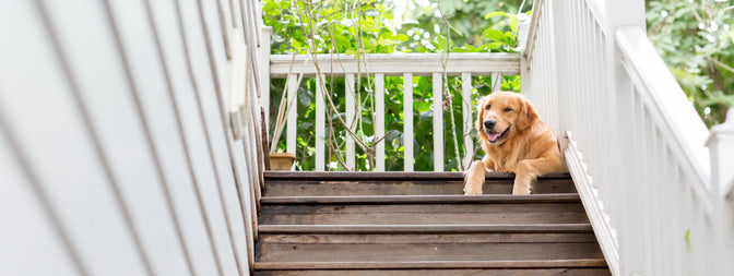 How to Help Your Dog Climb the Stairs