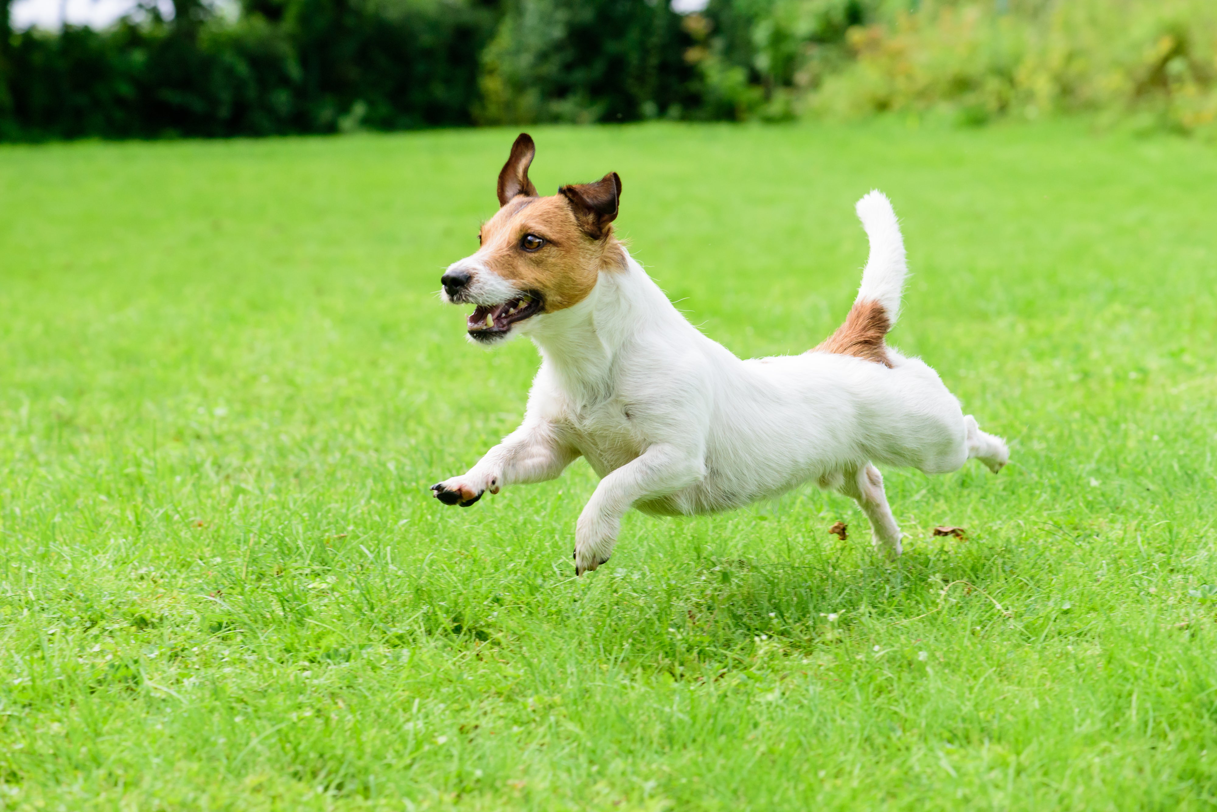All You Need to Know About Joint Aids For Dogs