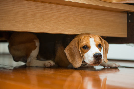Dog hiding under bed