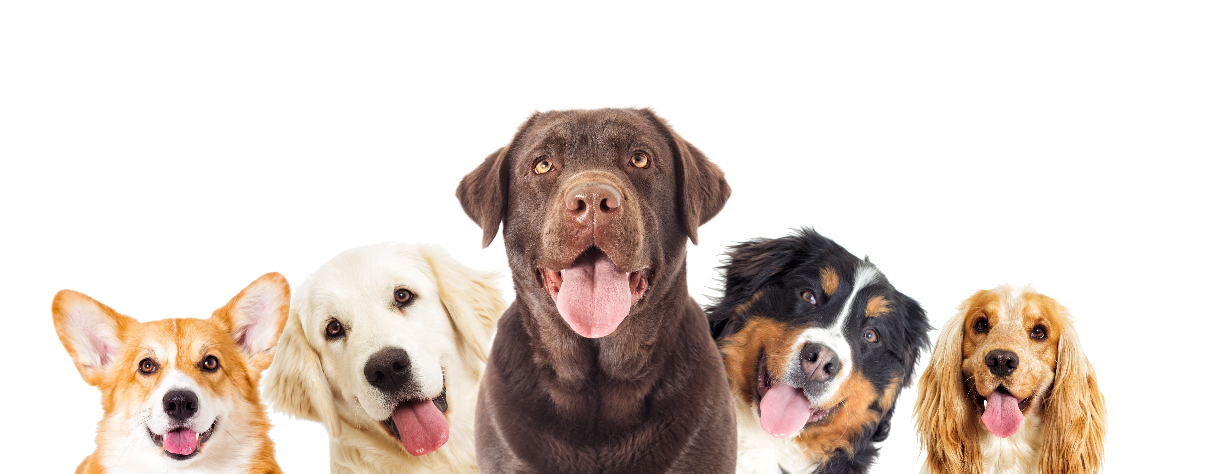 Which dog breeds are more at risk of occasional joint stiffness?
