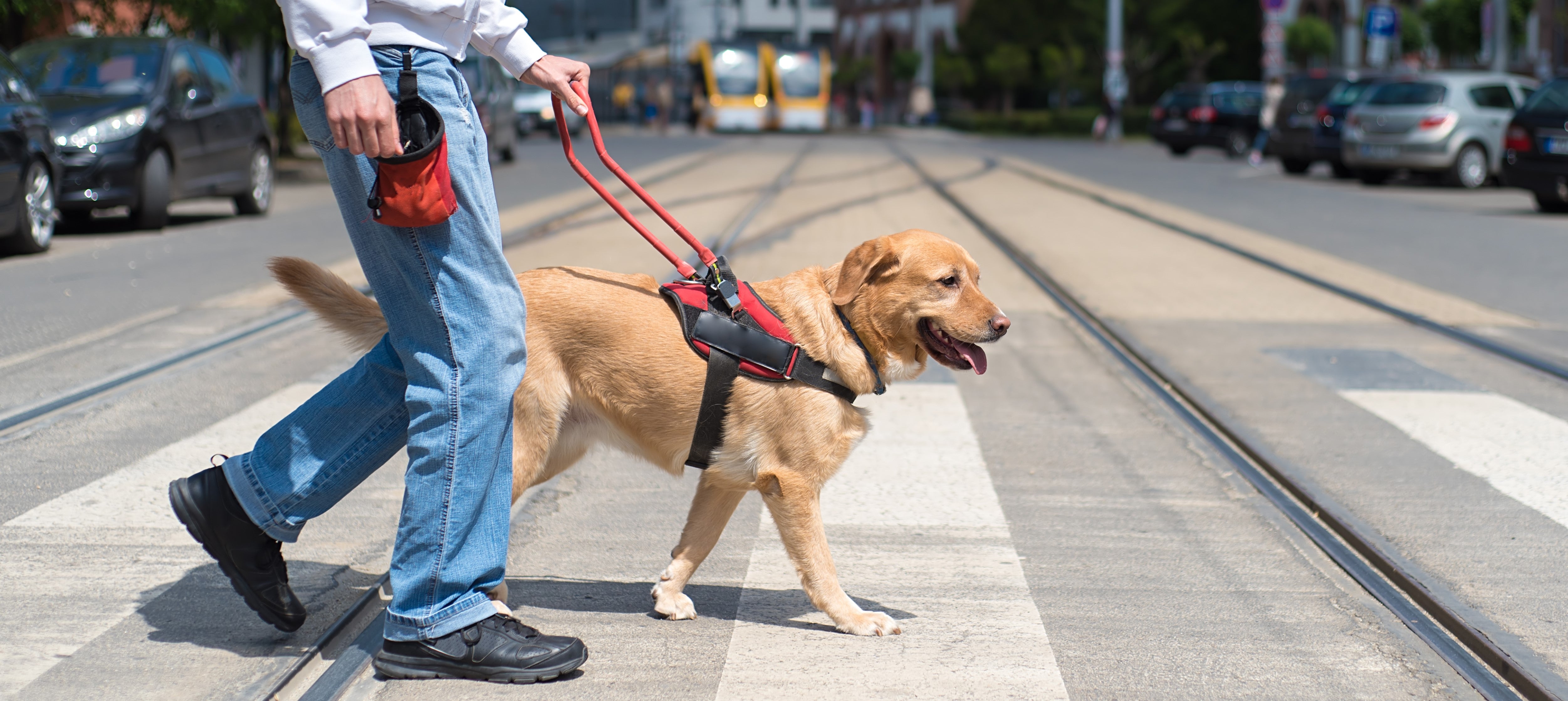 How can you support a service dog’s joints?