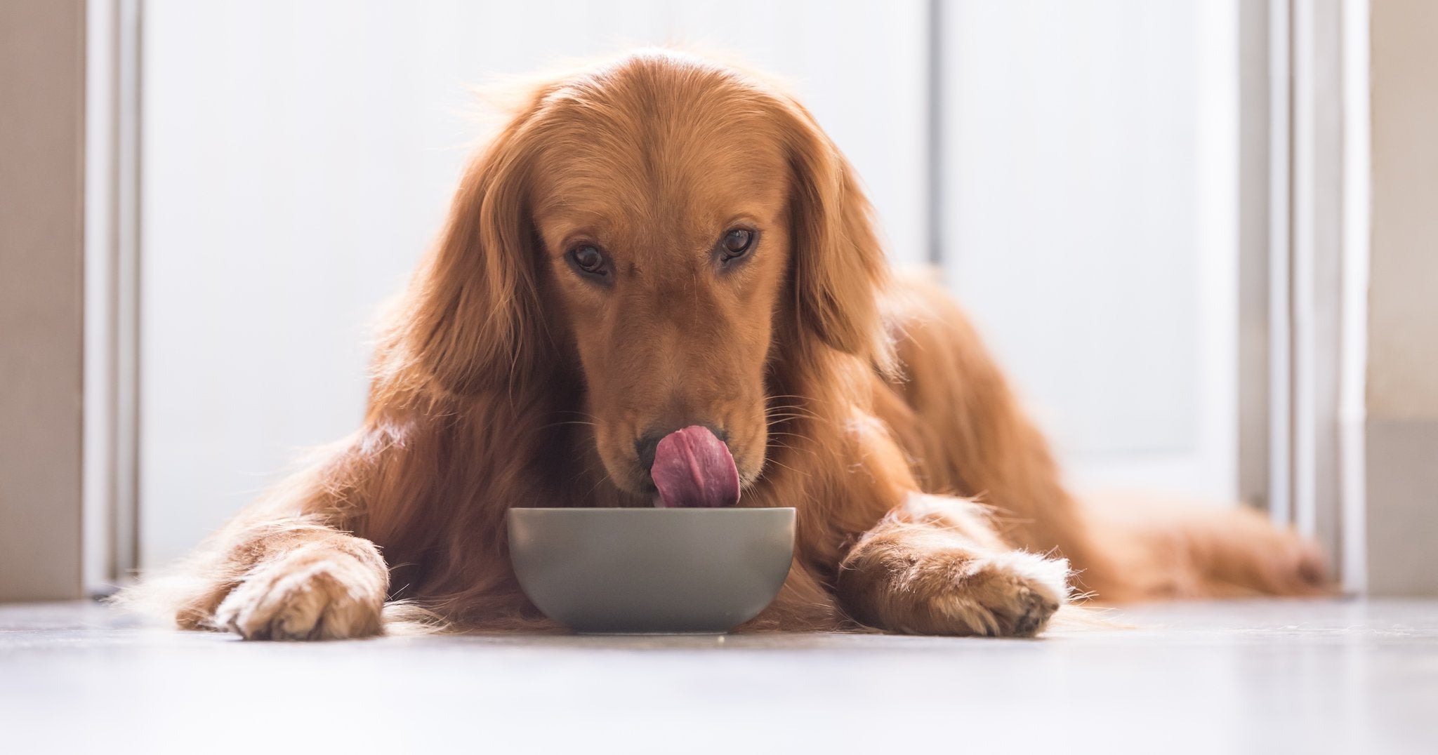 How to help your dog’s sensitive stomach