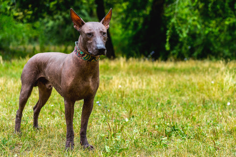 Xoloitzcuintli dog in a field for YuMOVE US