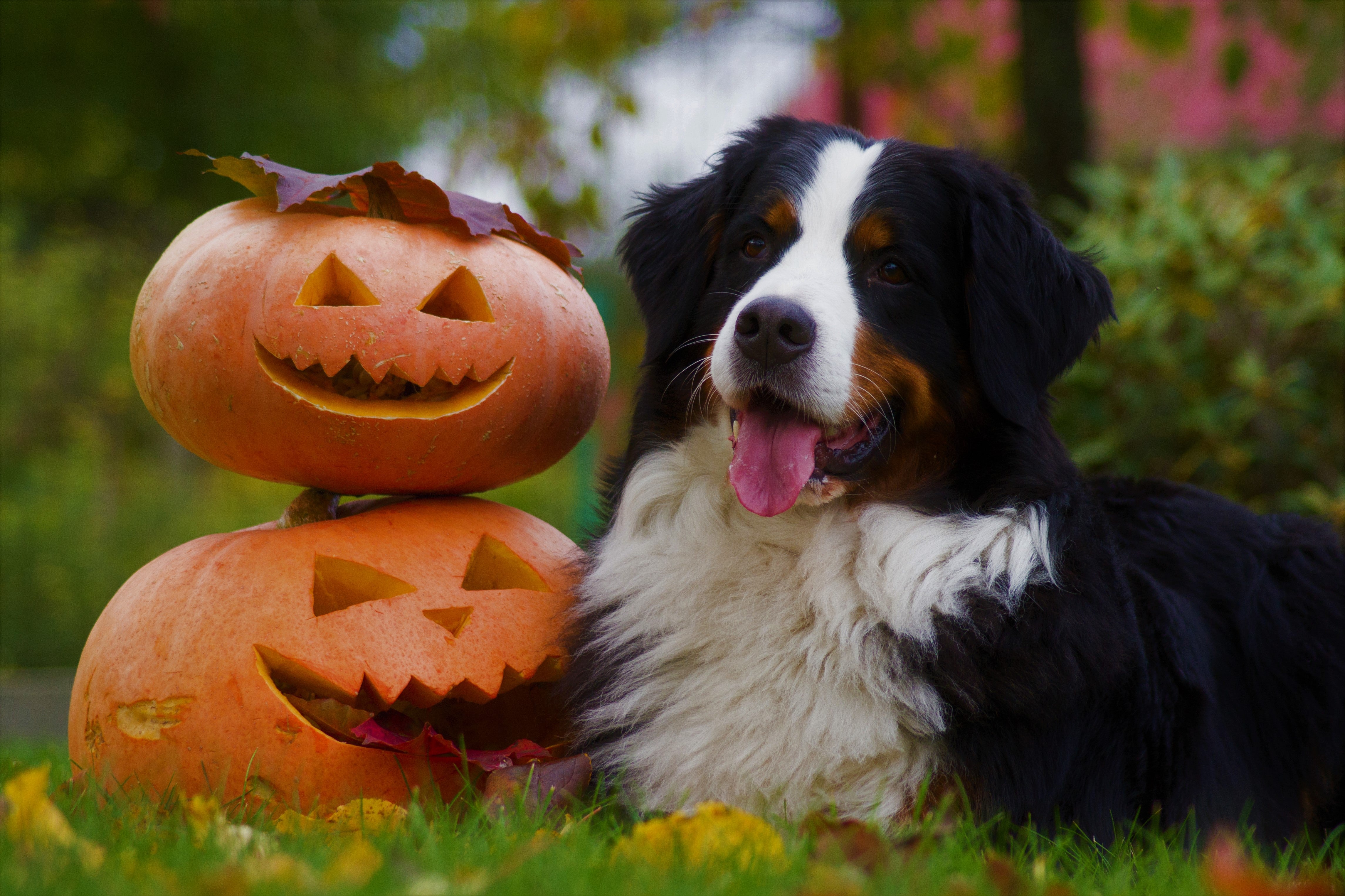 Dog with pumpkins for Halloween