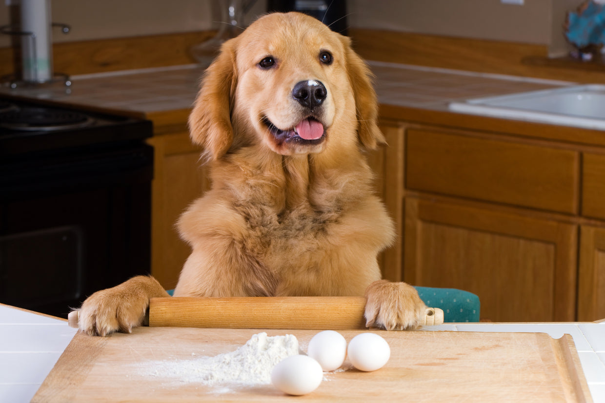 Golden Retriever baking in the kitchen