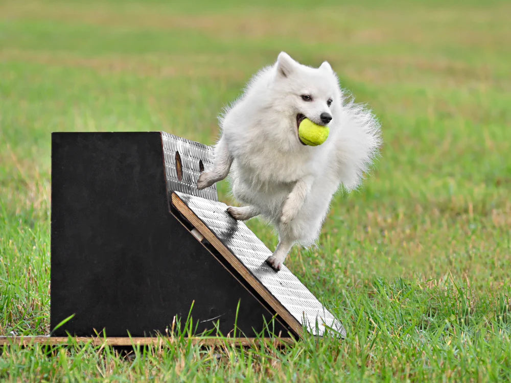 Flyball dog jumping on box 