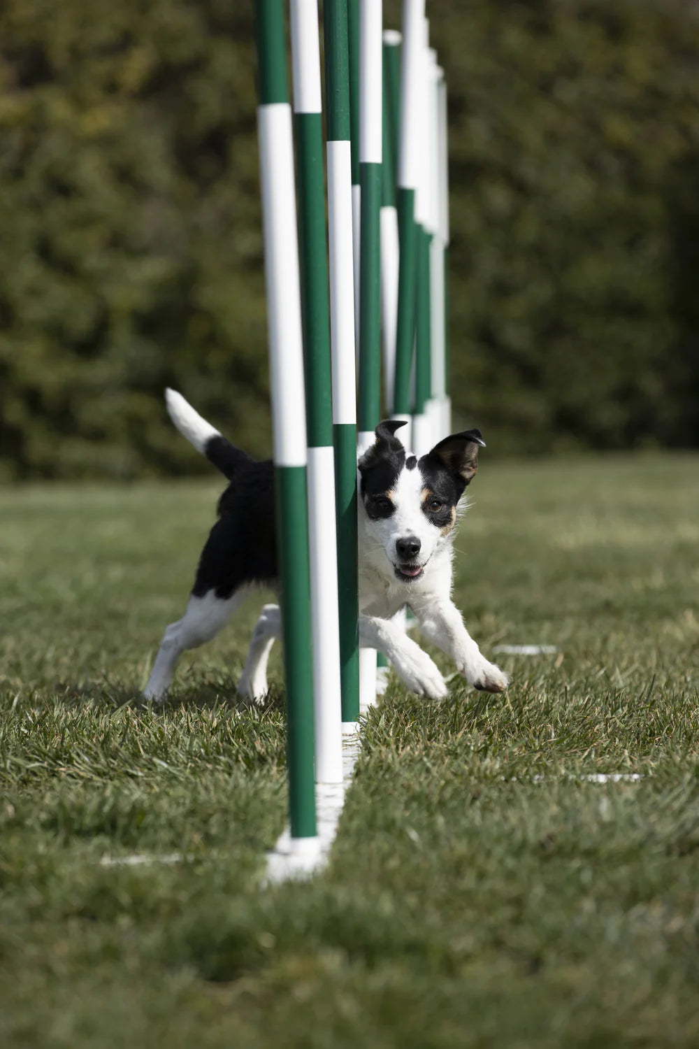 Dog on agility course