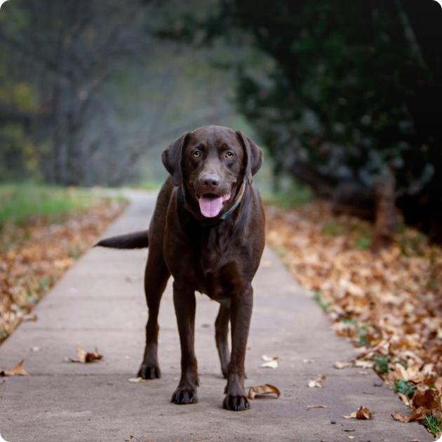 Charlie the chocolate labrador