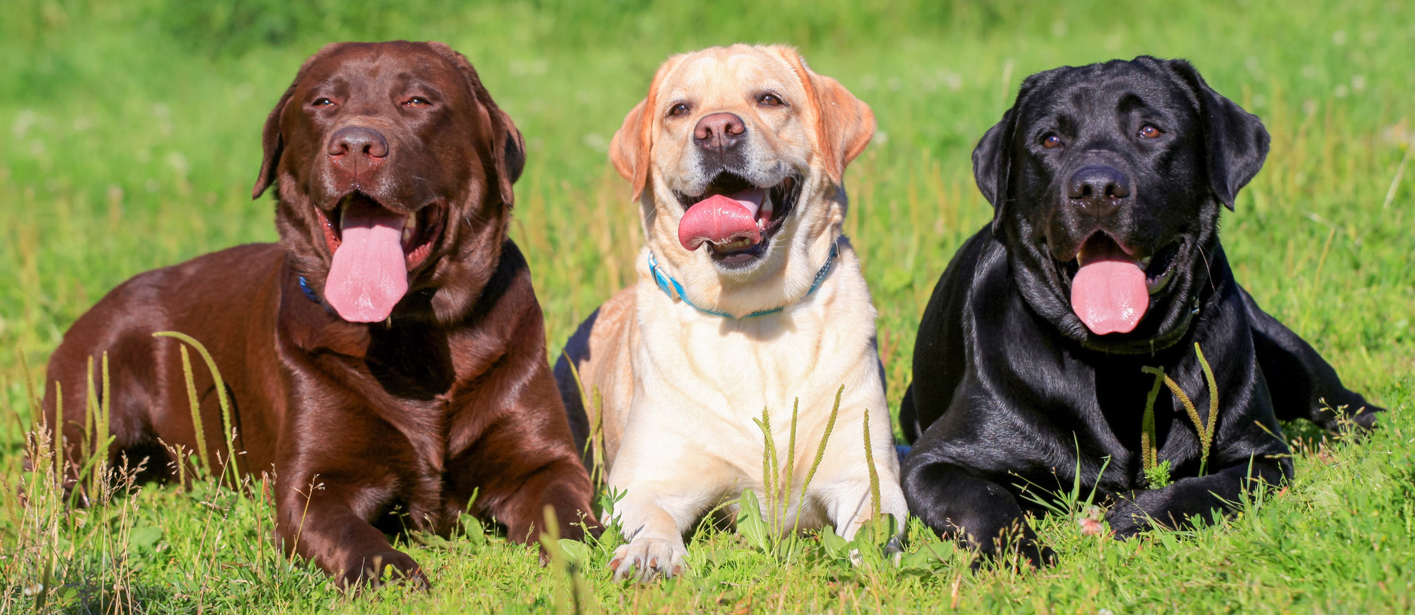 Labrador Retriever Joint Supplements YuMOVE US