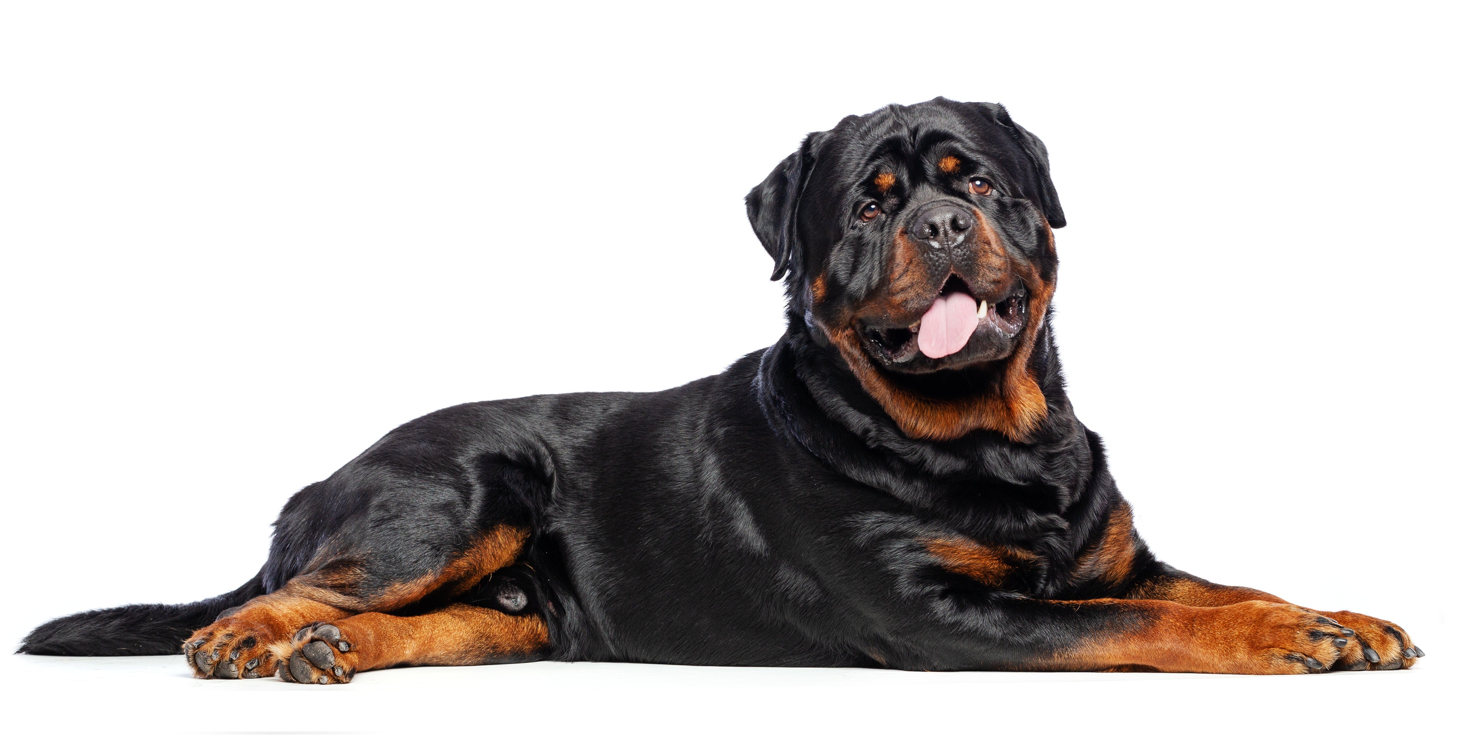 Rottweiler Joint Supplements