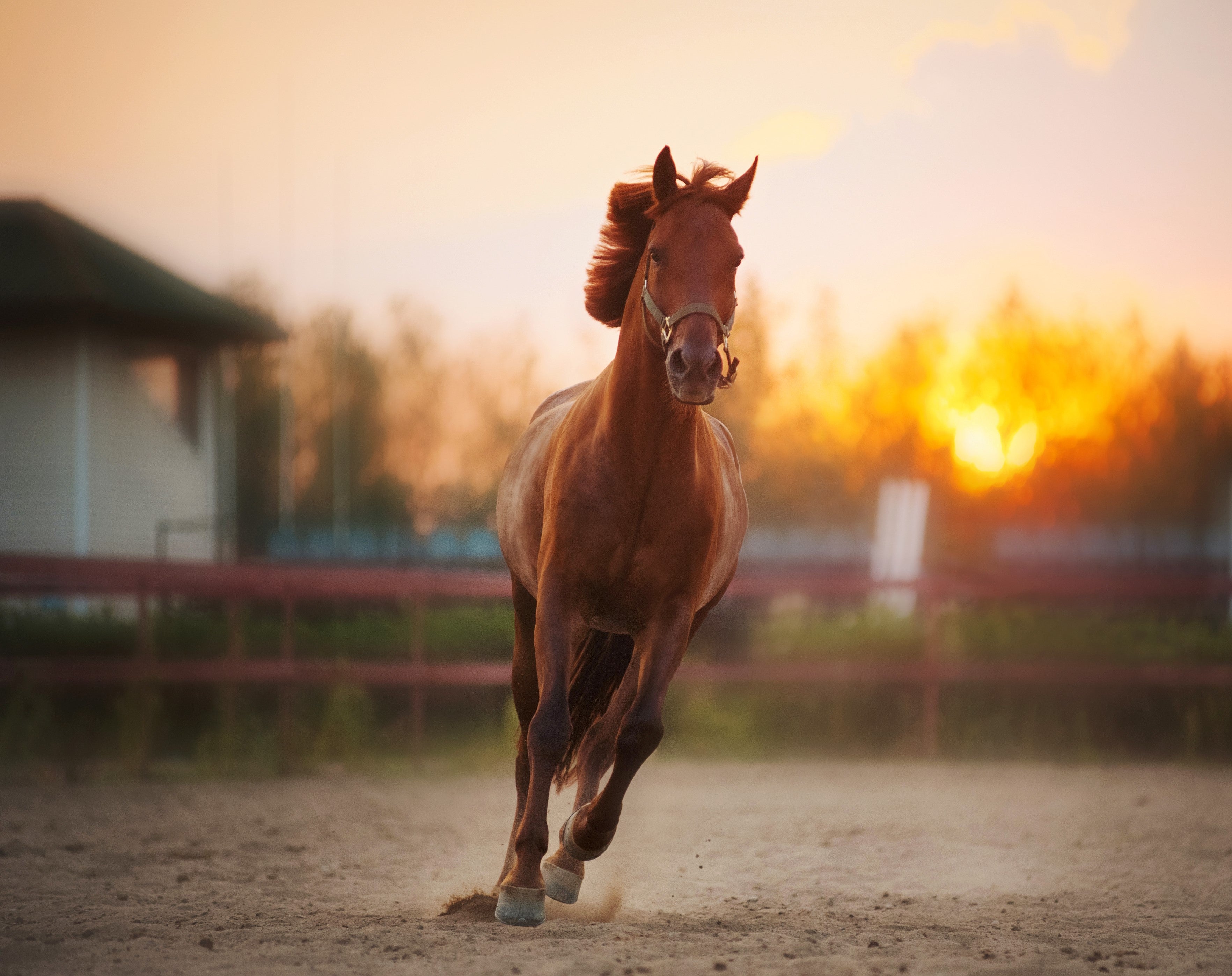 Yumove active clearance joint horse