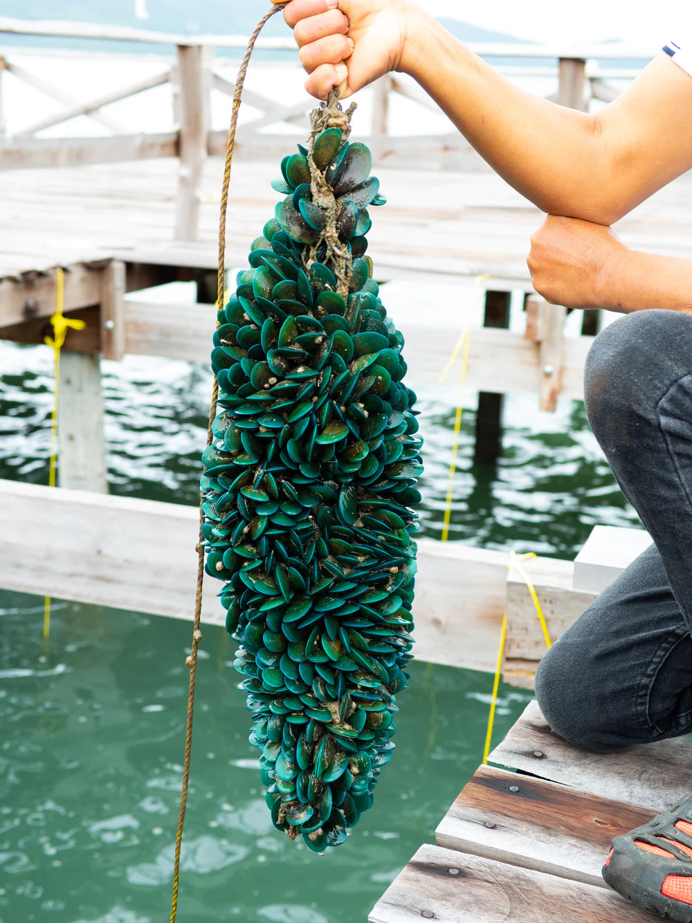 Green lipped mussels being collected