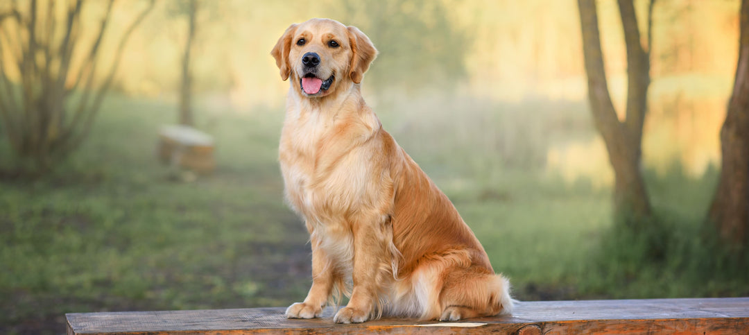 Image showcasing Golden Retriever Joint Supplements – YuMOVE US
