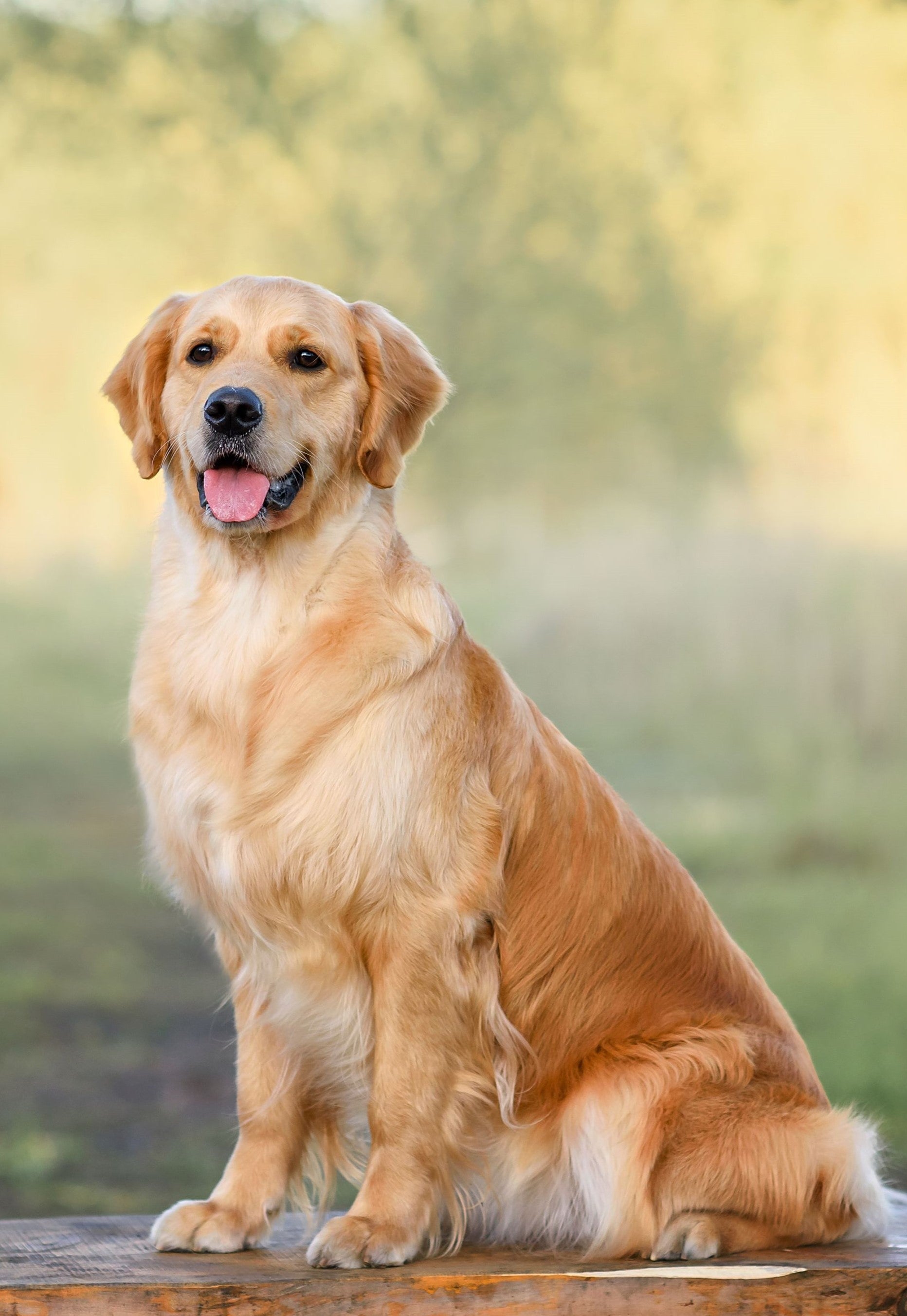 Golden retriever joint store supplement