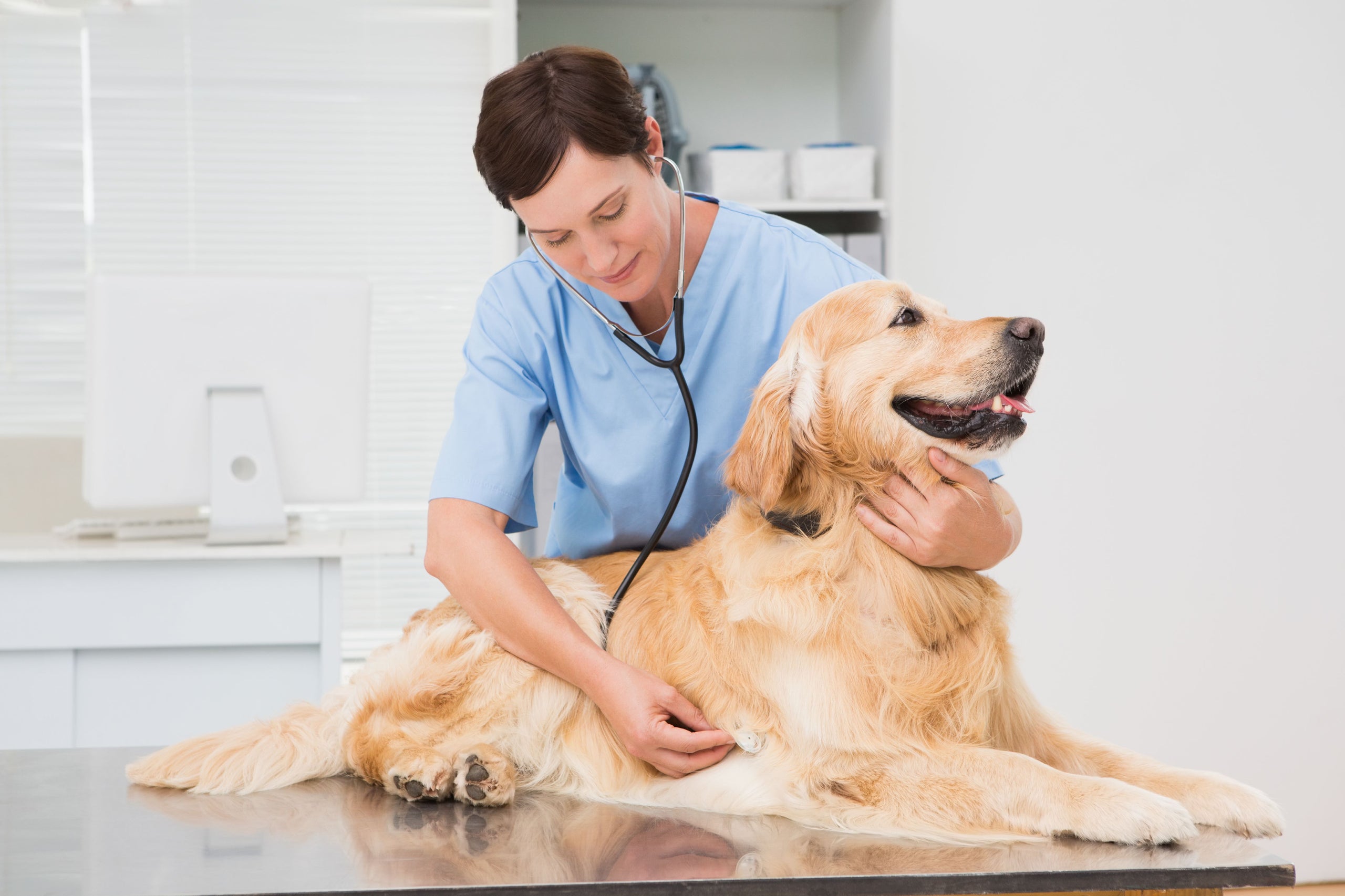 Golden Retriever Joint Supplements YuMOVE US